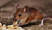 24 Hour & Emergency Exterminators in Bear Lake, MN